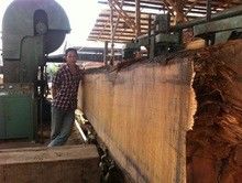 timber plank cutting saw machine / wood band saw machine / lumber saw